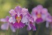 Il ya plus de 25.000 espèces d'orchidées dans le monde entier.