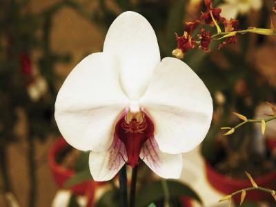 Bien que les orchidées sont pas considérées comme toxiques pour les chiens et les chats.