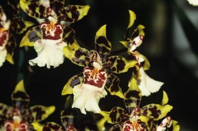 En 2011, aucun orchidées sont répertoriées comme étant toxique ni pour les chiens ou les chats.