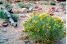 Coreopsis marguerite pousse bien dans un sol sablonneux et une solution saline.