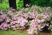 Grignotant azalées et rhododenreon buissons peut être mortelle pour un chat.