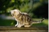 Garder un paysage félin-friendly est la meilleure pratique pour le bien-être de vos chats en plein air