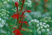 La fleur cardinal natif prospère dans l'ombre humide.