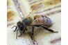 Une piqûre d'abeille peut provoquer une réaction allergique grave: l'anaphylaxie.