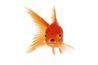 Race de Goldfish par diffusion d'oeuf.