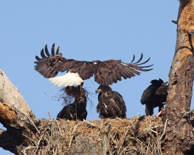 Eaglets dépendent de leurs parents jusqu'à ce qu'ils puissent voler.
