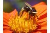 Bumble bee est juste un type d'abeille