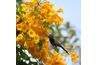 Hummingbird recherche de necter