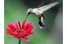 Hummingbird et fleur rouge