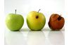 Ces pommes ont été prélevées le même jour. Pour la droite, coupures dans la peau favoriser la décomposition.