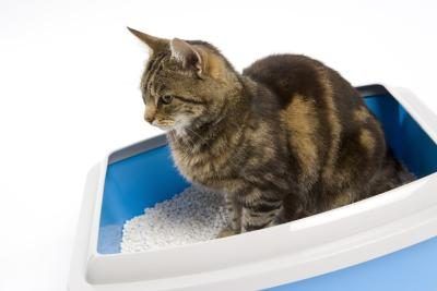 Litière agglomérante est généralement sans danger pour les chatons âgés de plus de 3 mois.