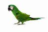 En plus de clipping ailes, micropuce ou de la bande de jambe de votre oiseau de compagnie pour une identification plus poussée.