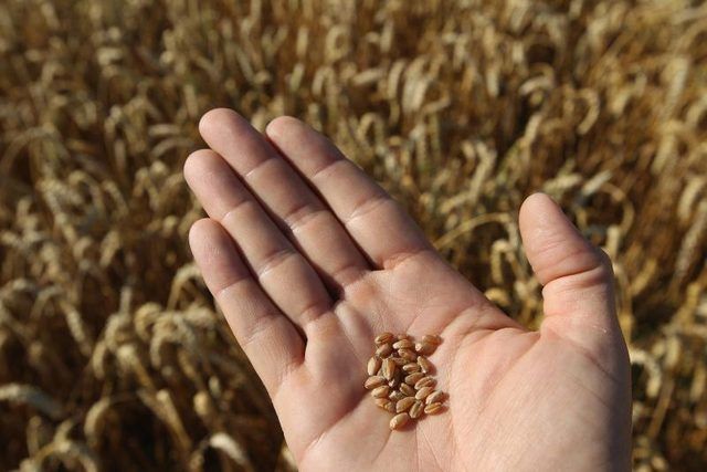 Agriculteur's hand holding kernals of wheat
