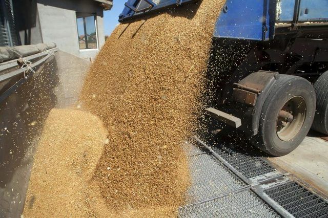 Grains de blé l'objet de dumping au nettoyage de la maison