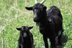 Le lait maternel est meilleur pour les jeunes chèvres.
