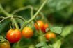 Six cultures de tomates par an sont possibles avec aéroponique.