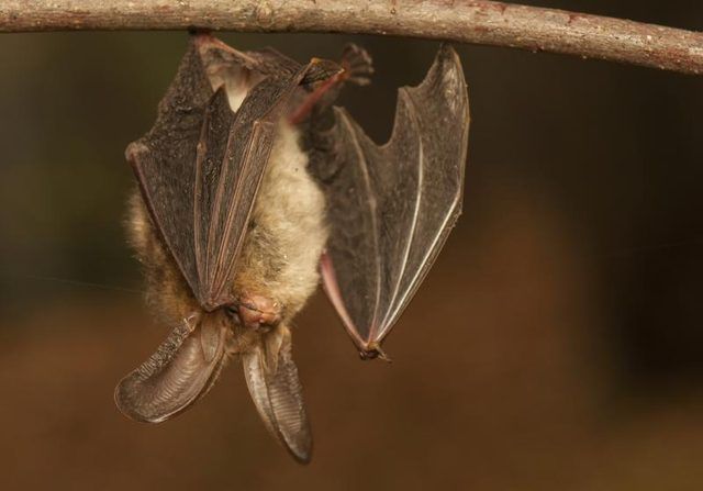 Bat suspendu à l'envers
