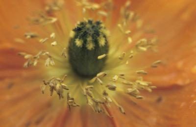 Close up de pollen.