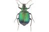 Coléoptères sont l'un des insectes les plus faciles à conserver.
