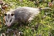 Opossums peuvent causer des dommages à votre aménagement paysager.