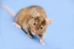 Retirer souris mortes de pièges rapidement ou mouches pullulent à eux.