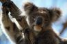 Koala ours taxonomie montre étudiants IT's not a bear.