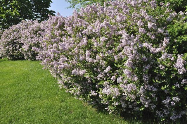 Une rangée de floraison des lilas qui poussent le long du bord d'une arrière-cour.