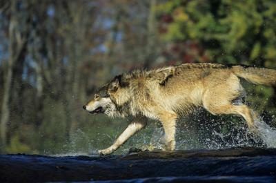 Un loup traversant une rivière.