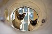 Deux chats tonkinois jouent dans un tunnel de chat.