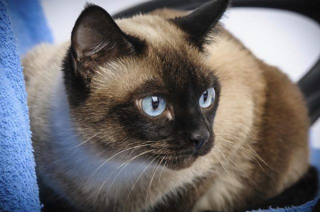 Un chat siamois aux yeux bleus, sur une chaise.