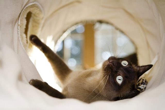 Un chat tonkinois jouer dans un tunnel de chat.