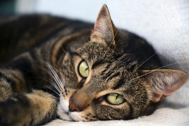 Un chat mau égyptien portant sur un canapé.