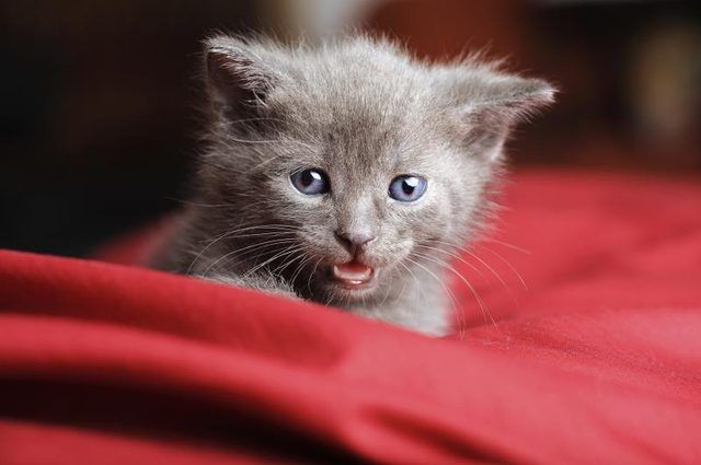 Un jeune Russe chat bleu sur un oreiller.