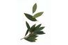 Les feuilles de laurier sont 2 à 4 pouces de long et ont une apparence cireuse.