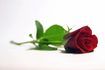 Un seul, rose rouge est une Saint-Valentin populaire's Day gift.
