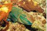 Parrotfish hôtels de cocons fabriqués à partir de leur mucus de la peau.