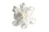 Fleurs de Gardenia sont agréablement parfumées.