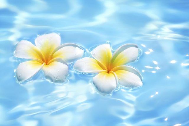 Deux fleurs flottant sur l'eau.