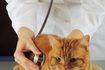 Seul un vétérinaire agréé peut fiable diagnostiquer votre chat ou chaton.