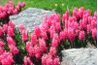 Jacinthes peuvent être plantés en groupes ou en mélange avec d'autres fleurs de printemps-floraison.