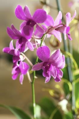 Orchidées de Dendrobium peuvent produire cinq à 20 fleurs par tige.
