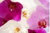 Orchidées de Phalaenopsis sont communément appelés orchidées de mite.