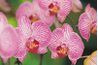 Orchidées phalaenopsis peuvent produire des épis de fleurs supplémentaires tout en floraison sur un vieux pic.